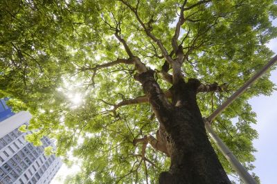 5 th&iacute; nghiệm cho thấy c&acirc;y cối cũng c&oacute; tri gi&aacute;c v&agrave; cảm x&uacute;c